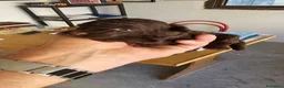 Caniche Toy perros en venta: Cachorros caniche toy - Anuncio 2