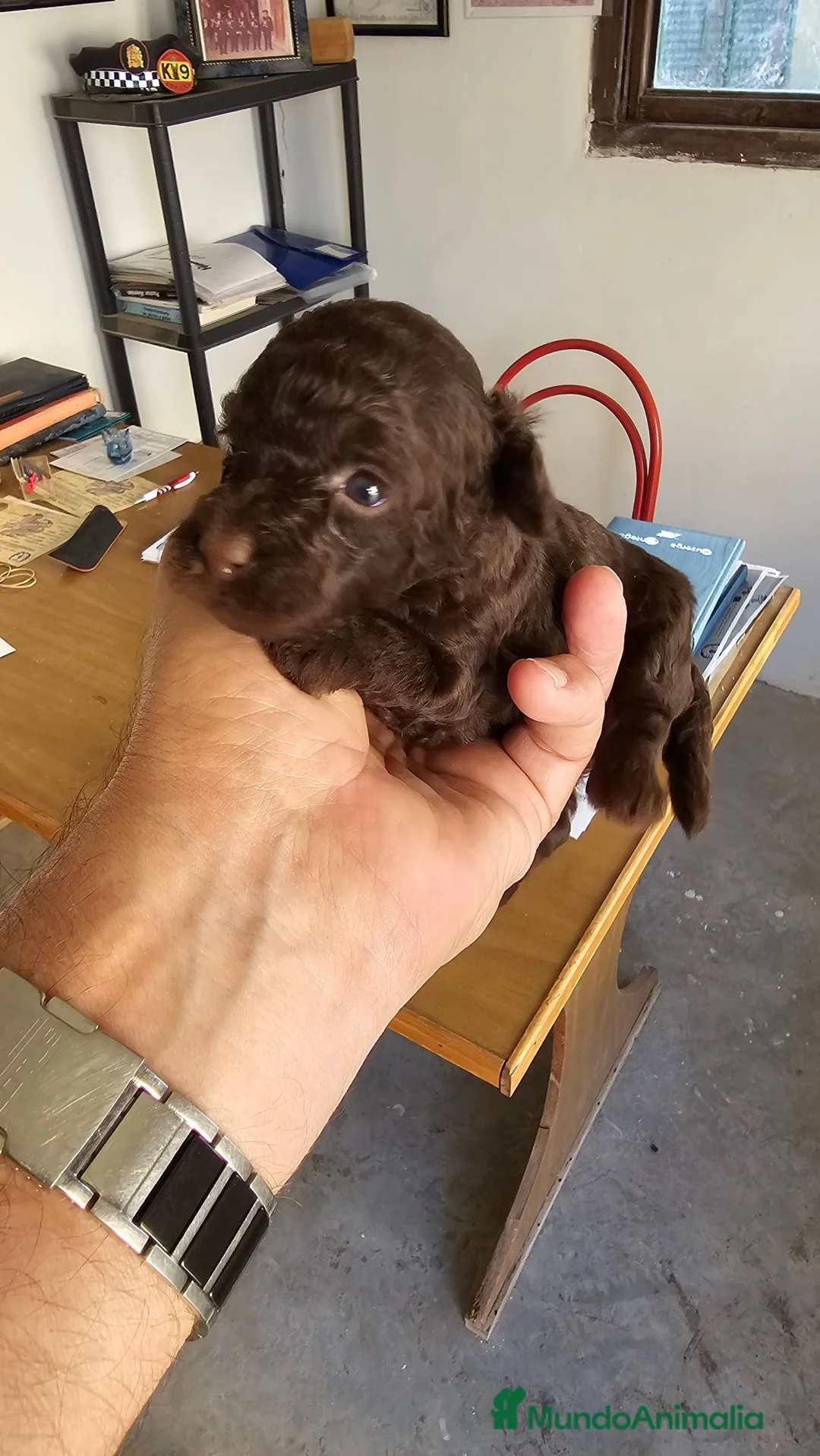 Caniche Toy perros en venta: Cachorros caniche toy - Anuncio 2