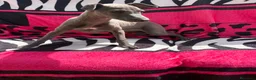 Whippet perros en venta: whippet blue en Barcelona - Anuncio 3