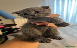 Británico de Pelo Corto Azul gatos en venta: BRITISH - Imagen 2