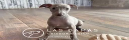 Pequeño Lebrel Italiano perros en venta: Galgo lebrel italiano - Anuncio 10