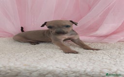 Pequeño Lebrel Italiano perros en venta: Pequeño lebrel Italiano Galgo italiano Piccolo  - Imagen 1