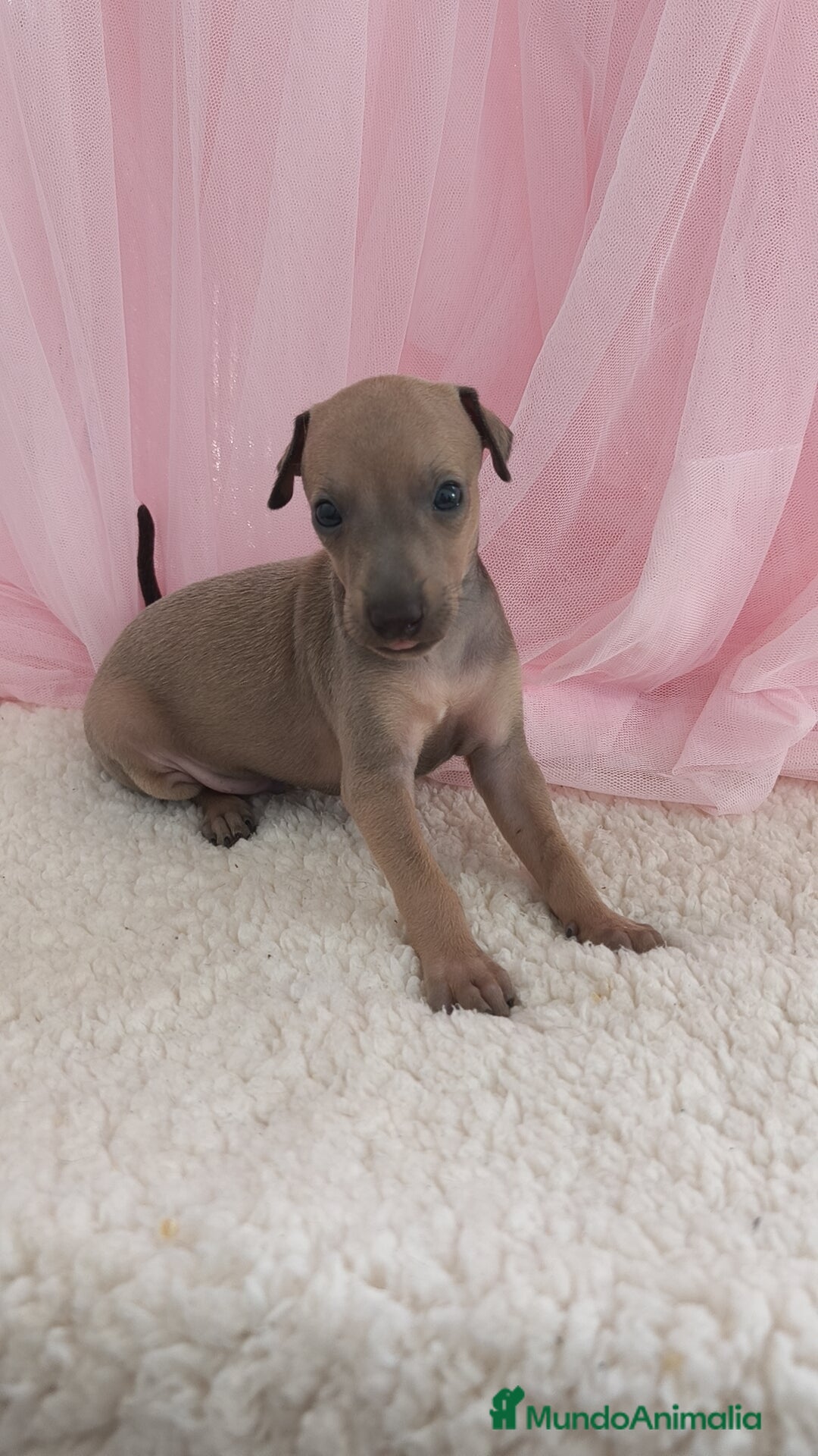 Pequeño Lebrel Italiano perros en venta: Pequeño lebrel Italiano Galgo italiano Piccolo  - Imagen 1