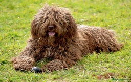 Perro de Agua Español perros en venta: cachorro macho perro de agua español - Imagen 10