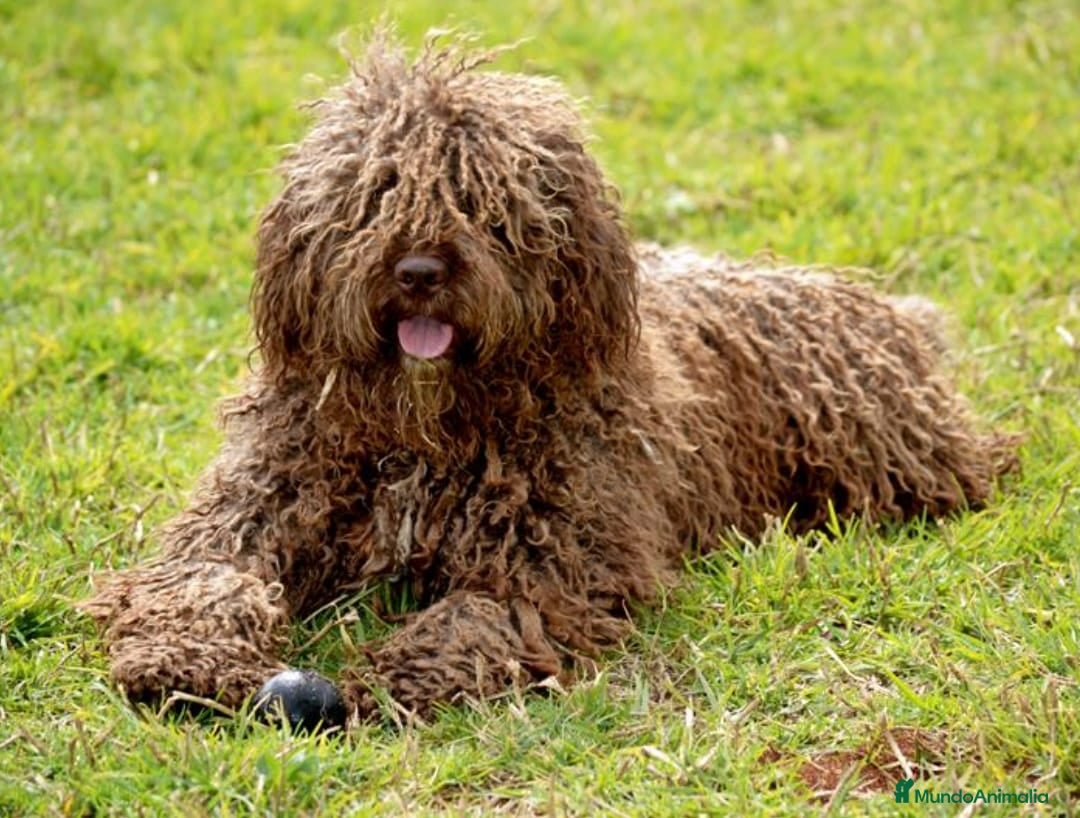 Perro de Agua Español perros en venta: cachorro macho perro de agua español - Imagen 10