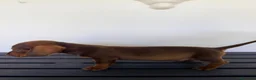 Teckel Miniatura perros en venta: TECKEL MINIATURA MACHO - Anuncio 4