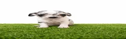 Chihuahua perros en venta: Chihuahuas micro toy de máxima calidad - Anuncio 4