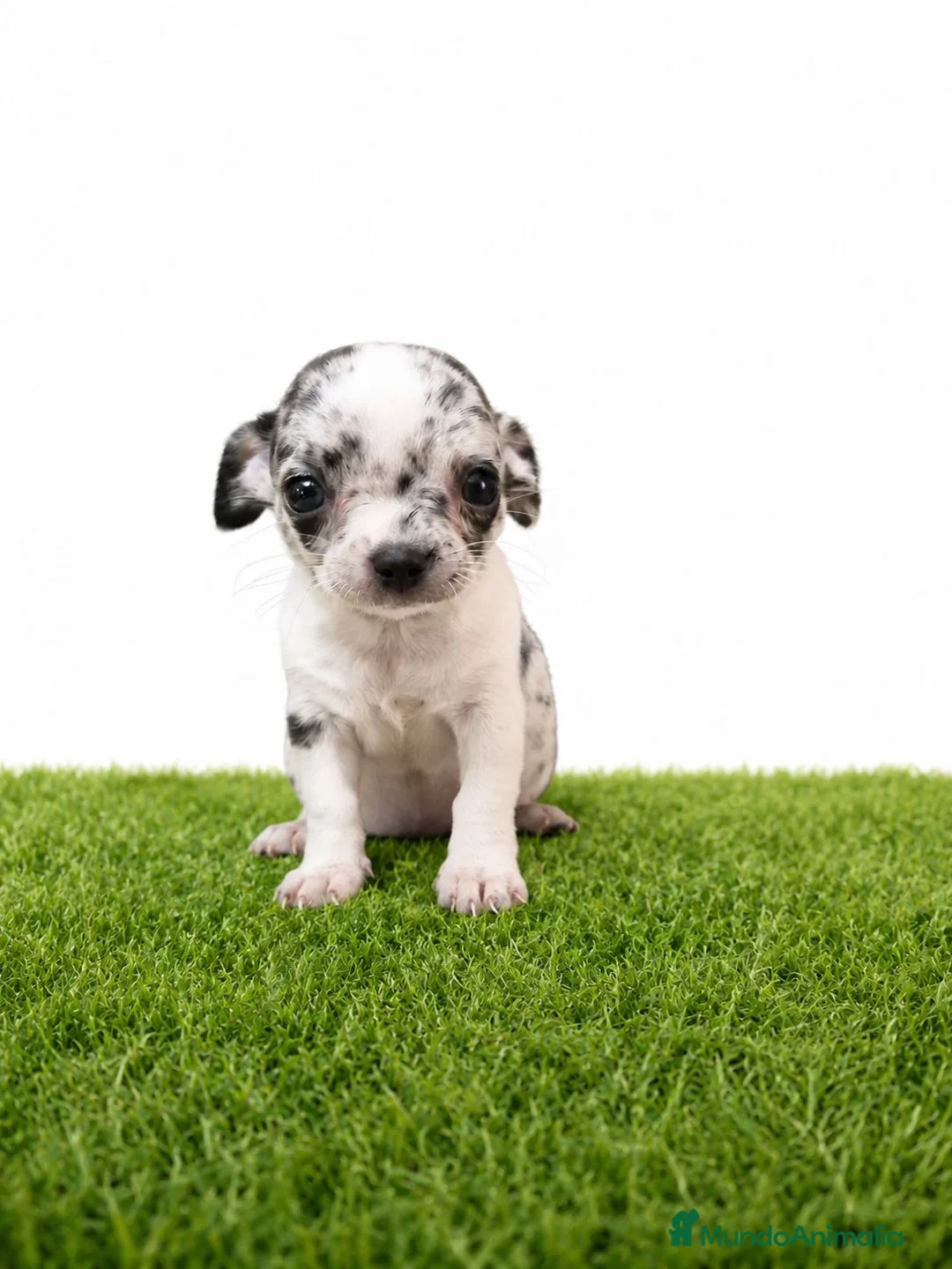 Chihuahua perros en venta: Chihuahuas micro toy de máxima calidad - Anuncio 4