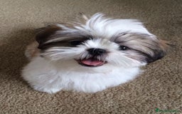 Shih Tzu perros en venta: Cachorros Shih Tzu  - Imagen 7