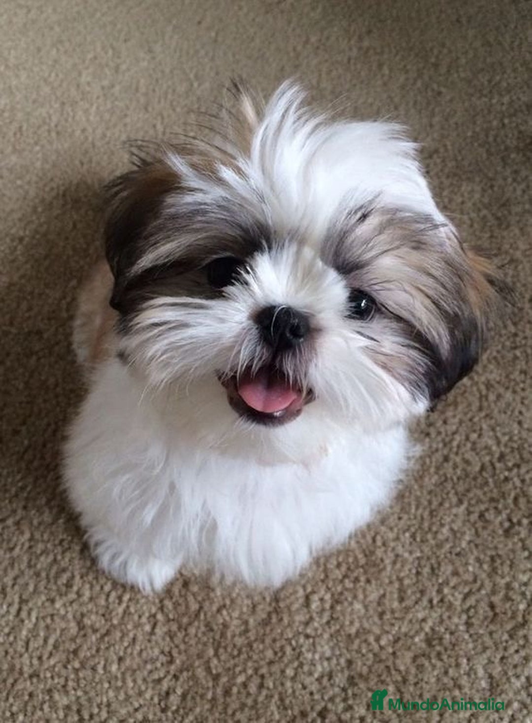 Shih Tzu perros en venta: Cachorros Shih Tzu  - Imagen 7