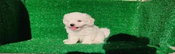 Bichón Maltés perros en venta: Bichón maltés  - Anuncio 3