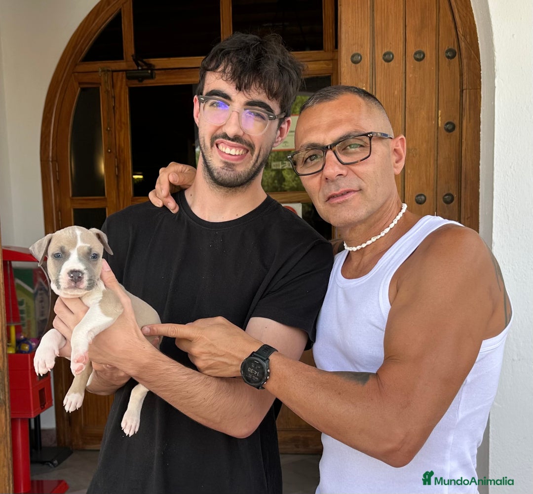 American Staffordshire-Terrier perros en venta: American Stanford, mis pequeños - Imagen 13