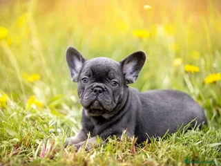 Bulldog Francés perros - Anuncio 30
