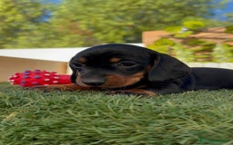 Teckel Miniatura perros en venta: TECKEL MINIATURA  - Imagen 5