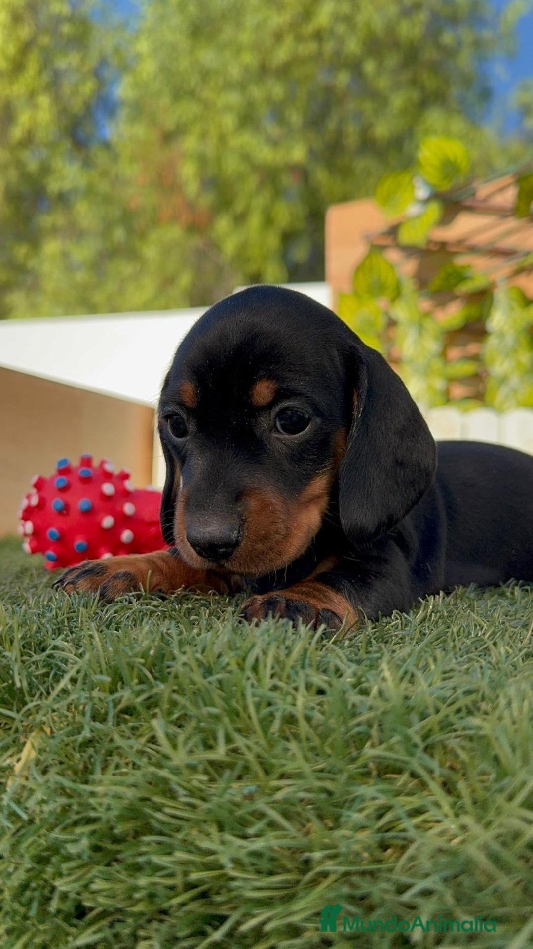 Teckel Miniatura perros en venta: TECKEL MINIATURA  - Imagen 5