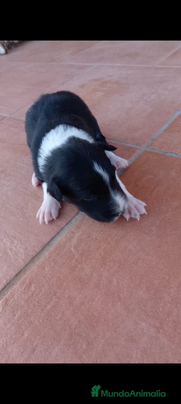 Border Collie perros Border collie bicolor blanco y negro  - Anuncio 1