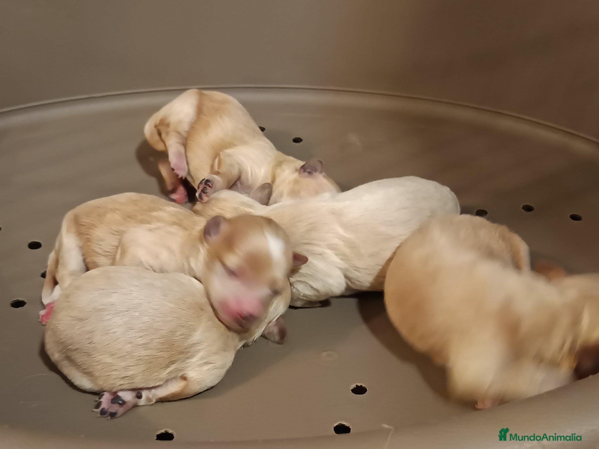 Maltipoo perros en venta: Maltipoo de excelente calidad  - Anuncio 2