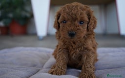 Caniche Toy perros en venta: 🐾 Atom – Caniche Toy rojo ❤️ - Imagen 1