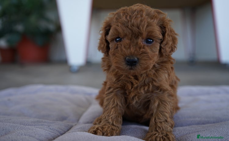 Caniche Toy perros - Anuncio 2