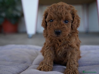 Caniche Toy perros - Anuncio 1