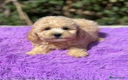 Maltipoo perros en venta: Maltipoo apricot - Imagen 7