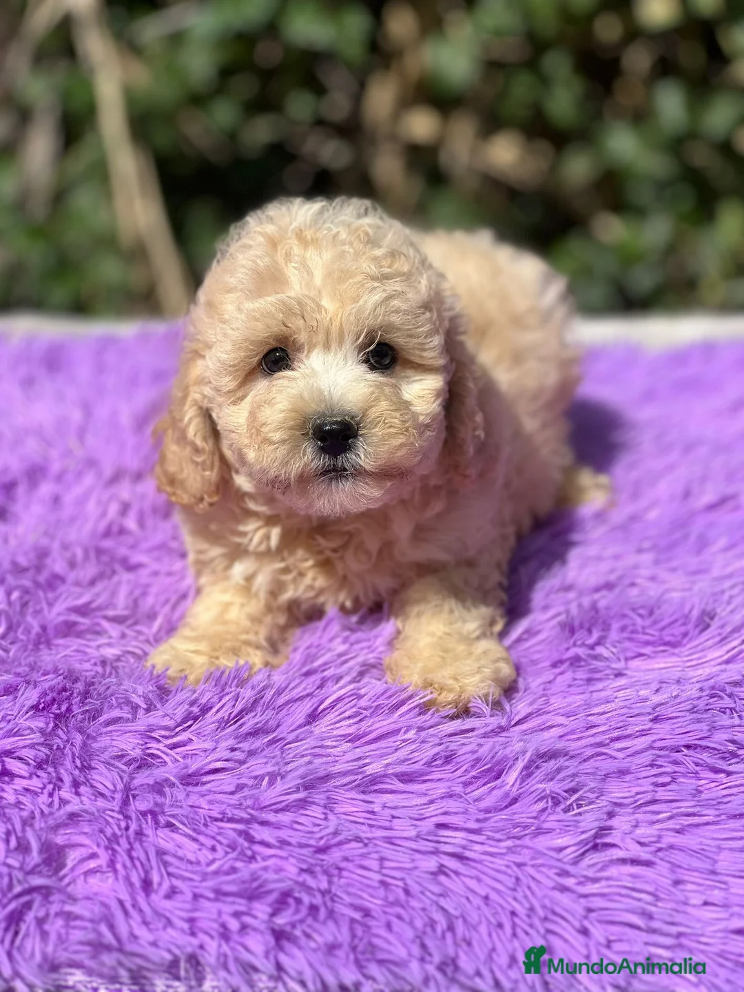 Maltipoo perros en venta: Maltipoo apricot - Anuncio 7
