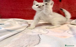 Británico de Pelo Corto gatos en venta: British Silver Shaded Negro - Imagen 6