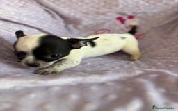 Chihuahua perros en venta: Último macho micro - Imagen 2