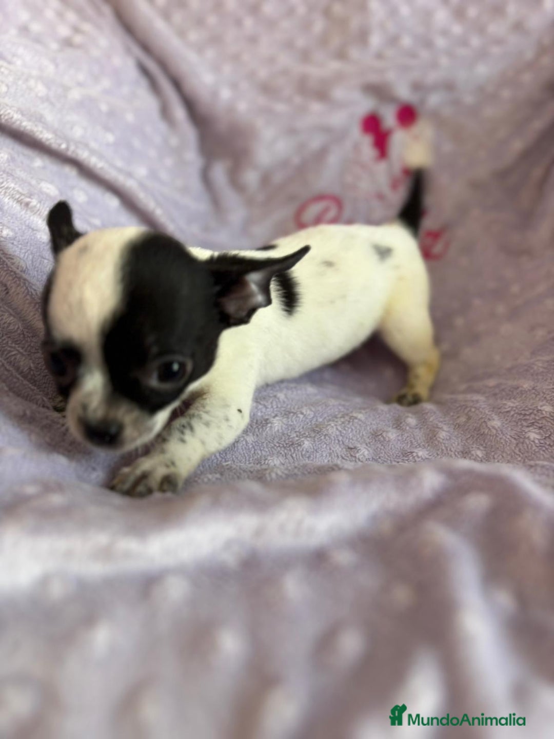 Chihuahua perros en venta: Último macho micro - Imagen 2