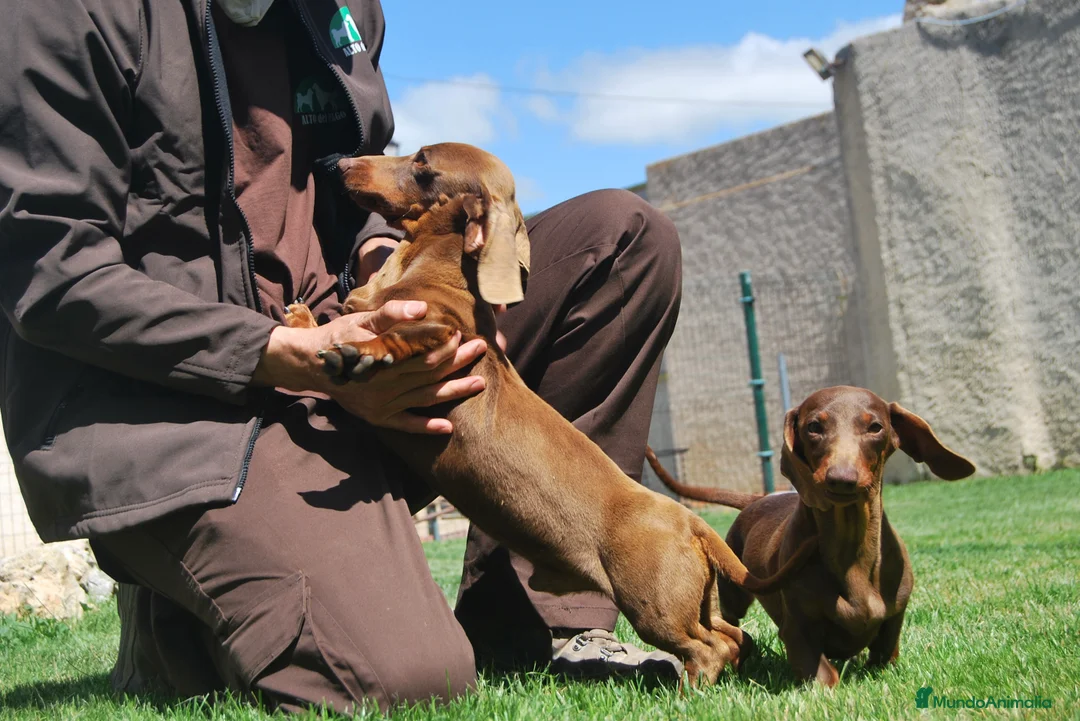 Teckel Miniatura perros en venta: Teckel Kaninchen Cachorros disponibles - Anuncio 13
