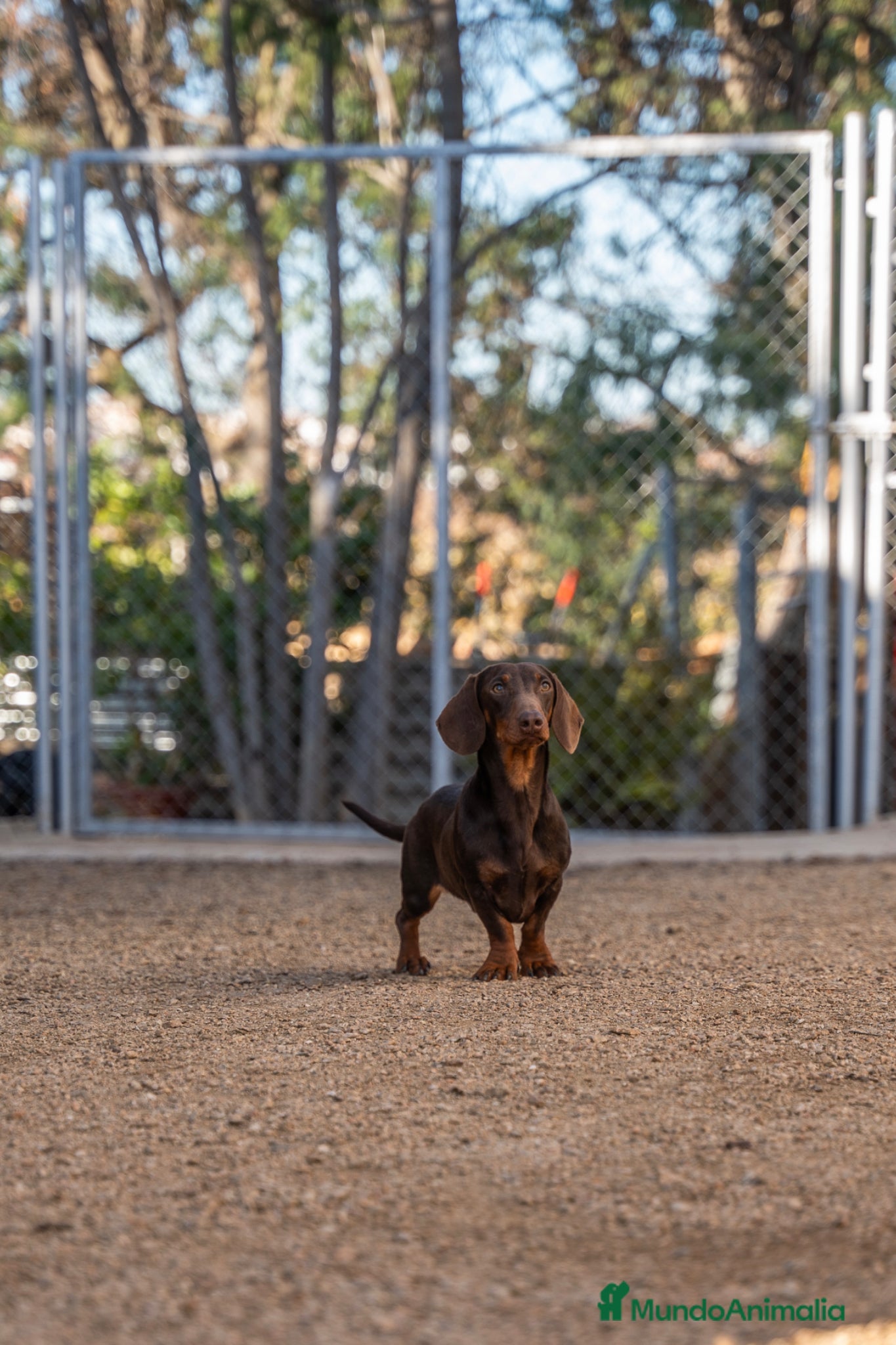 Teckel Miniatura perros DISPONIBLE TECKEL CHOCOLATE PARA MONTAS - Anuncio 2