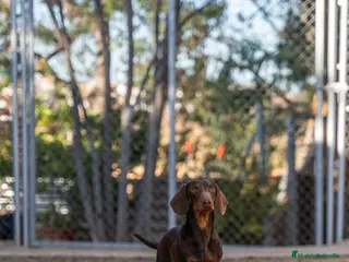 Teckel Miniatura perros DISPONIBLE TECKEL CHOCOLATE PARA MONTAS - Anuncio 2