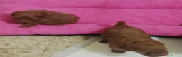 Caniche Toy perros en venta: Caniche toy - Anuncio 9