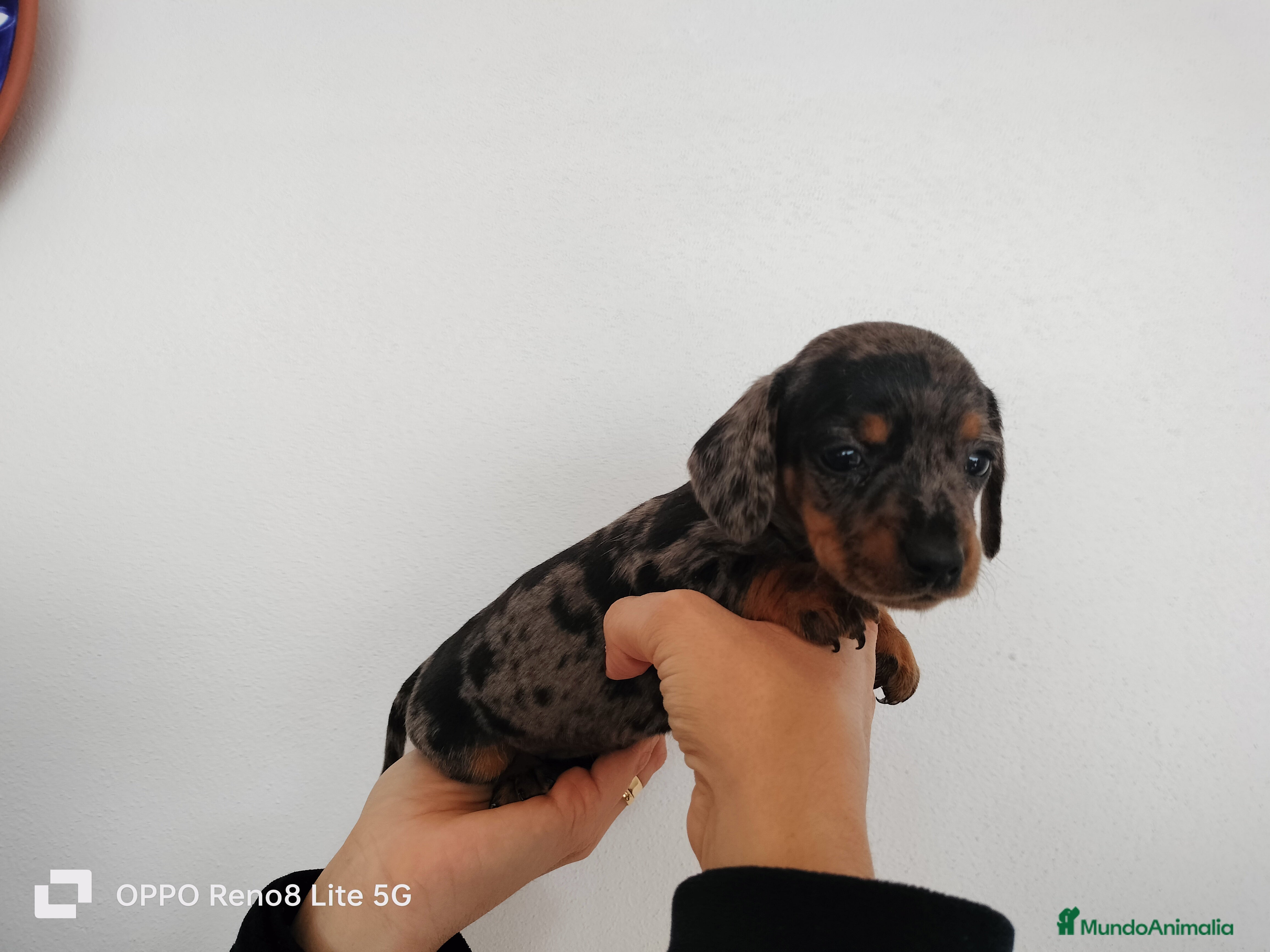 Teckel Miniatura perros Hembra arlequin plata miniatura  - Anuncio 19