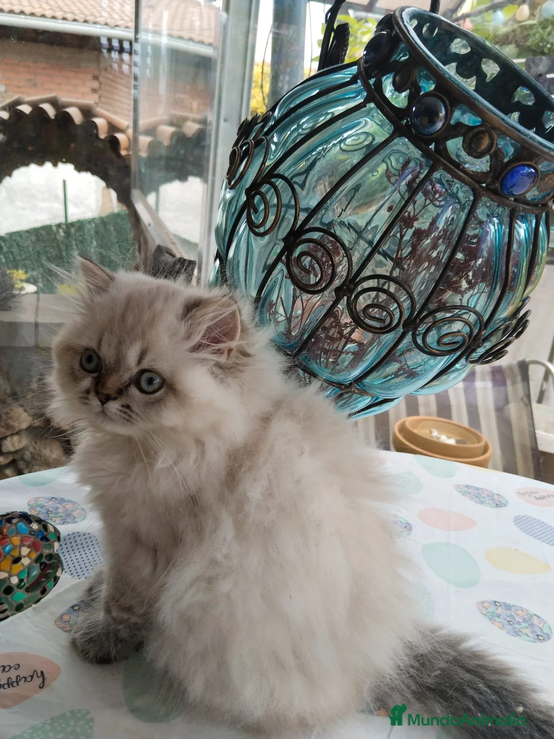 Persa gatos en venta: Macho Persa en Madrid - Anuncio 2