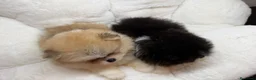 Pomerania perros en venta: POMERANIA - Anuncio 3