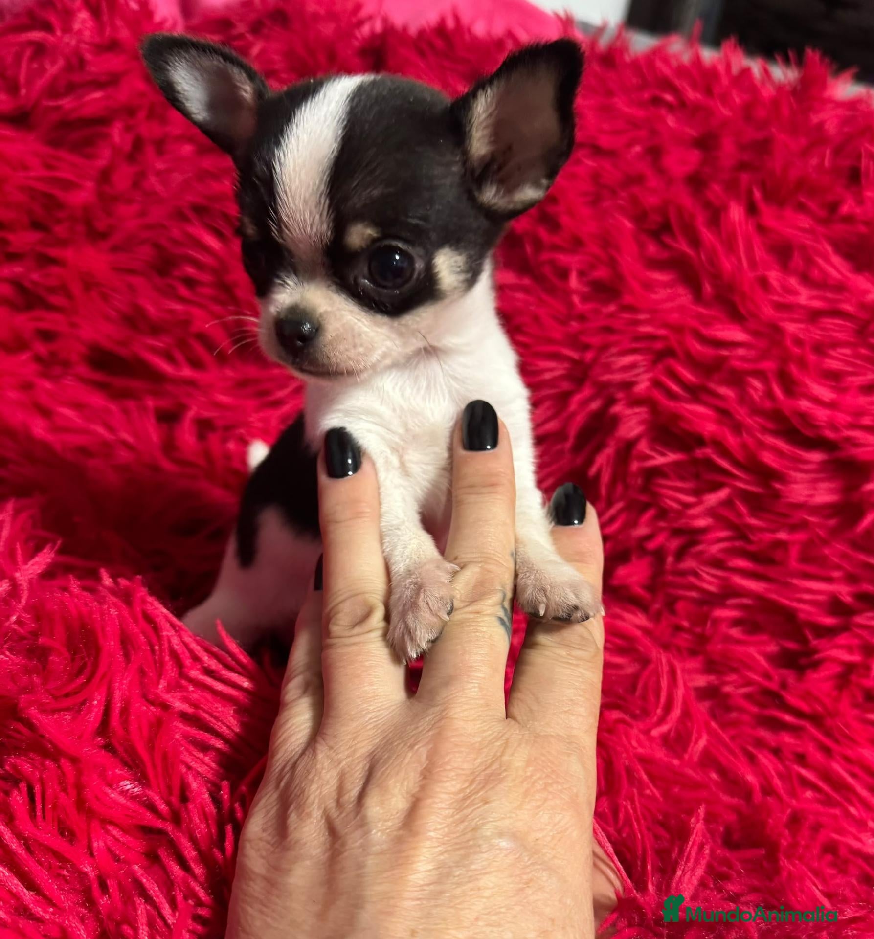 Chihuahua perros Chihuahua ❤️  - Anuncio 11