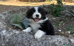 Border Collie perros en venta: 🐾 CACHORROS BORDER COLLIE DE ALTA CALIDAD 🐾 - Anuncio 4