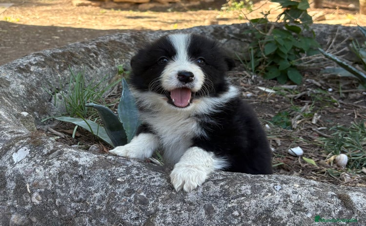 Border Collie perros - Anuncio 5