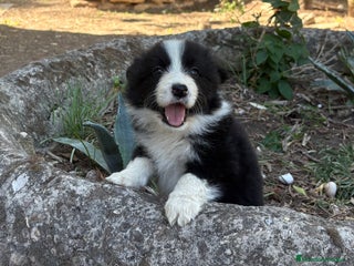 Border Collie perros - Anuncio 5