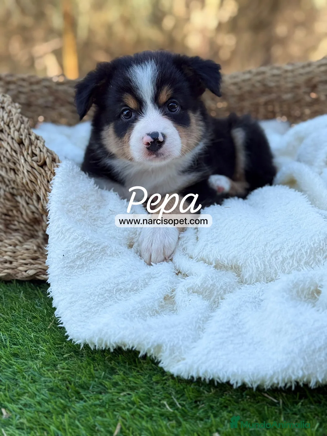 Border Collie perros en venta: BORDER COLLIE TRICOLOR - Anuncio 2