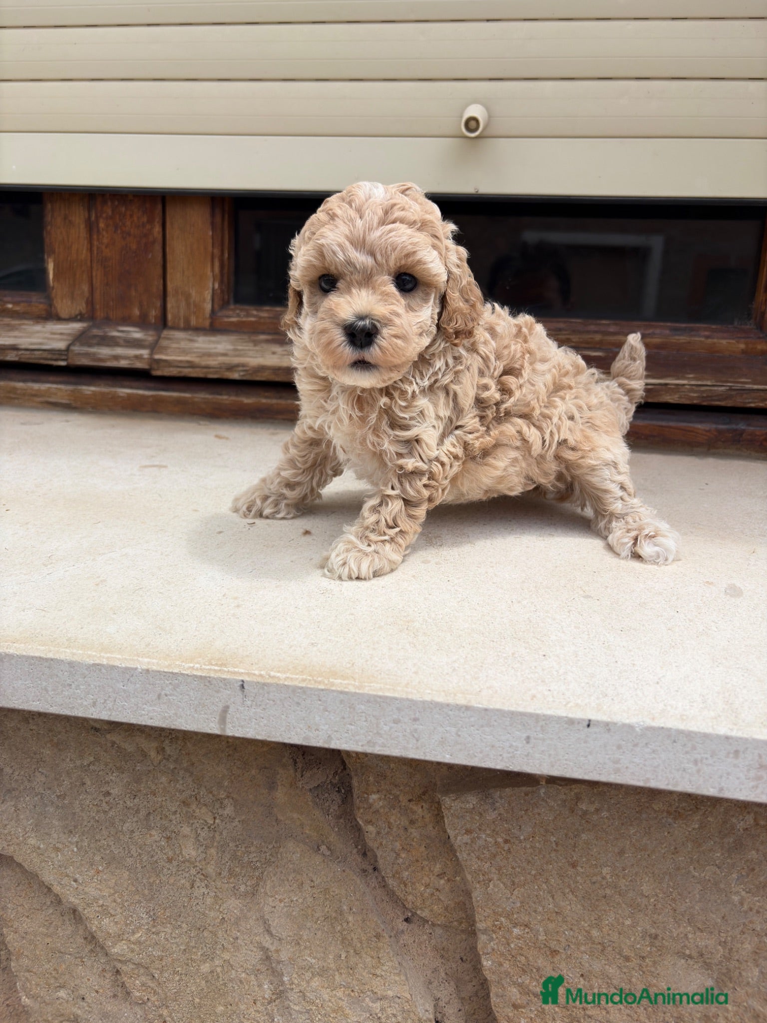 Maltipoo perros Maltipoo - Anuncio 1