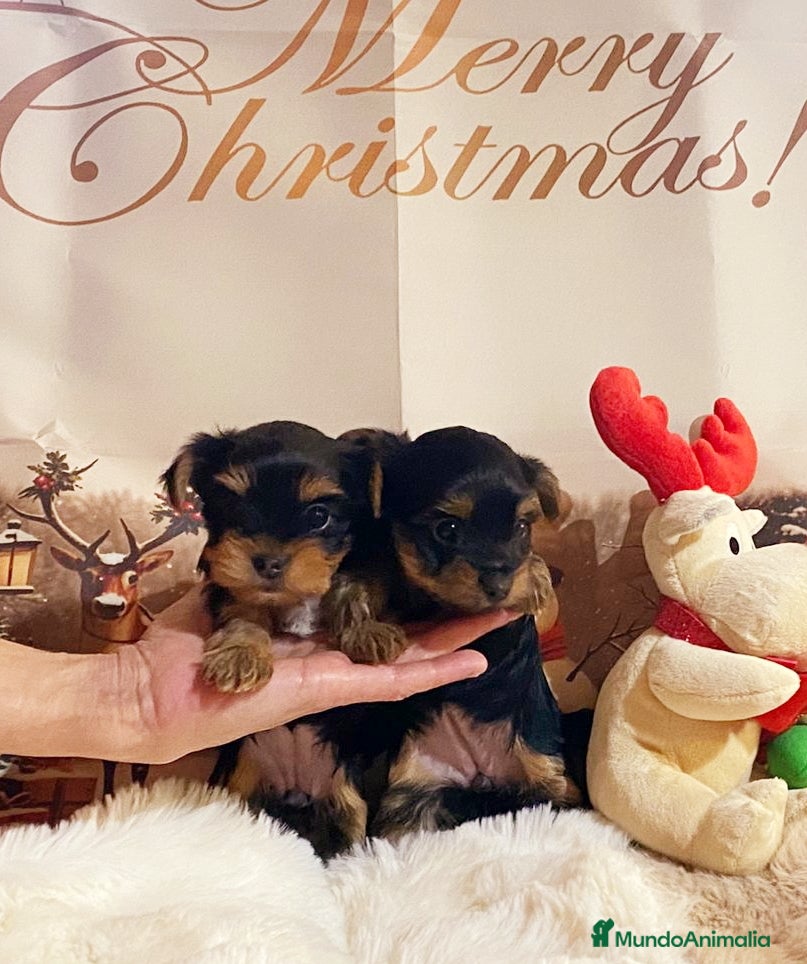 Yorkshire Terrier perros Cachorras de Yorshire - Anuncio 5