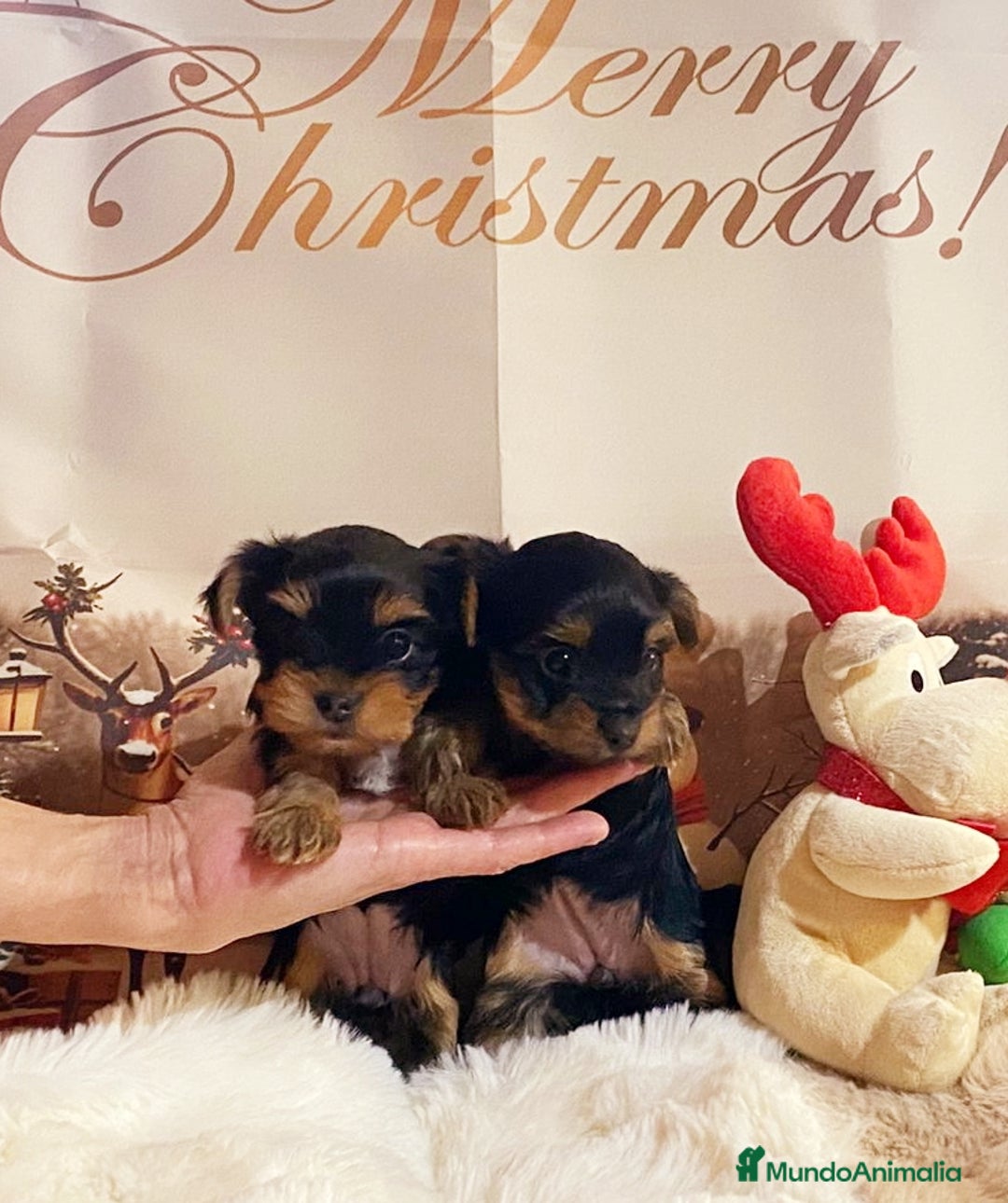 Yorkshire Terrier perros en venta: Cachorras de Yorshire - Anuncio 1