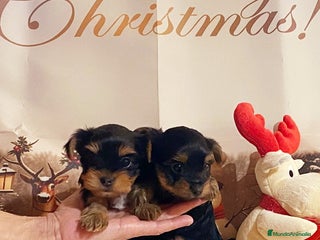 Yorkshire Terrier perros Cachorras de Yorshire - Anuncio 1
