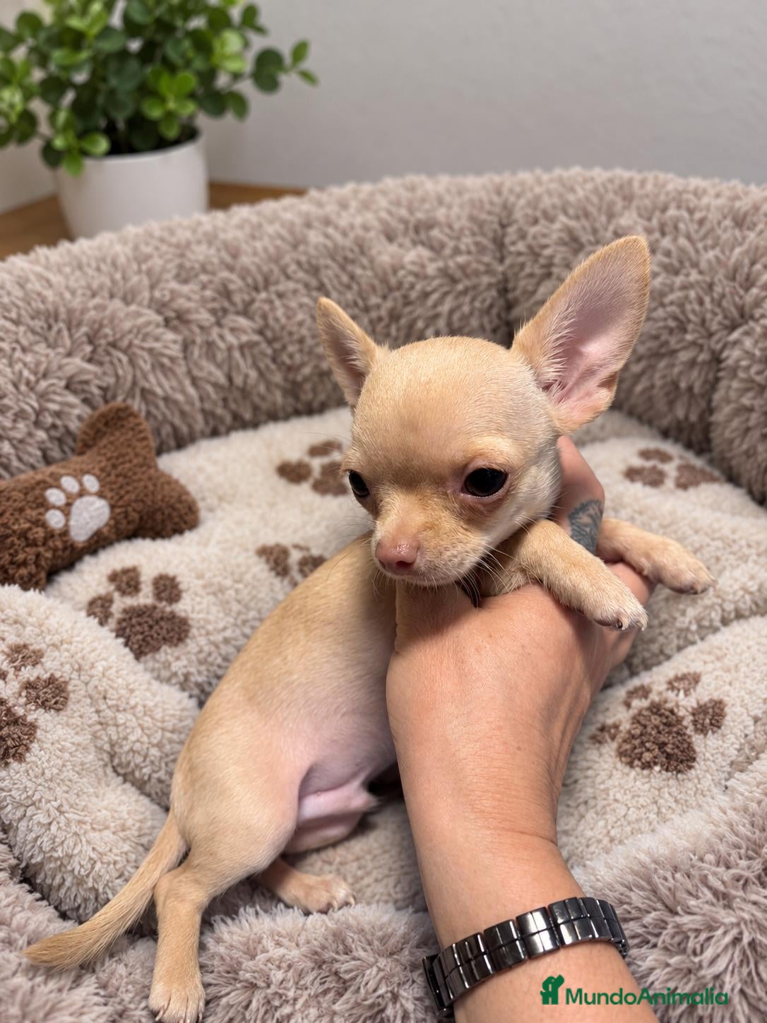 Chihuahua perros Chihuahua ❤️  - Anuncio 1