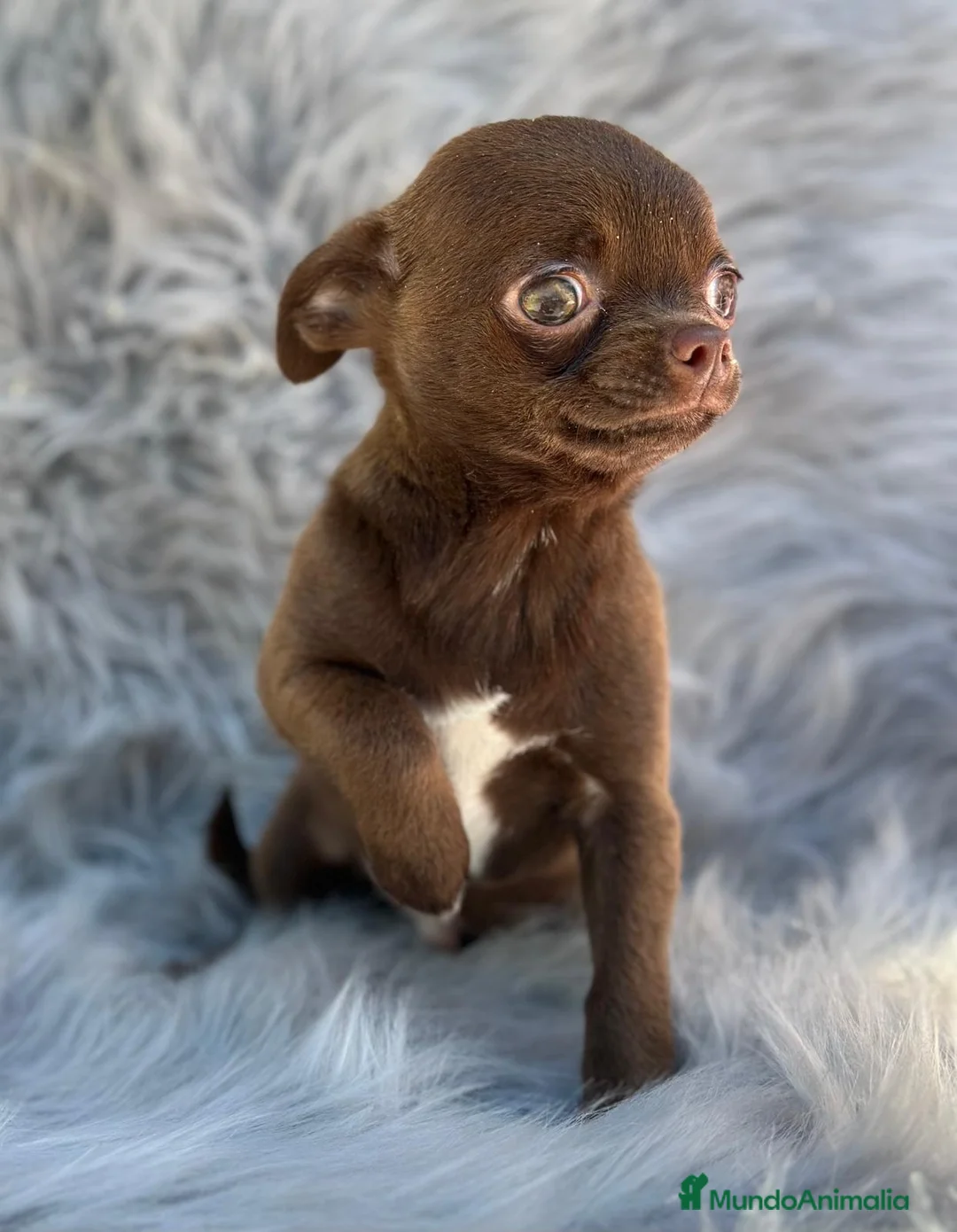 Chihuahua perros en venta: CHIHUAHUA RUSO CHOCOLATE EXÓTICO  en Barcelona - Anuncio 2
