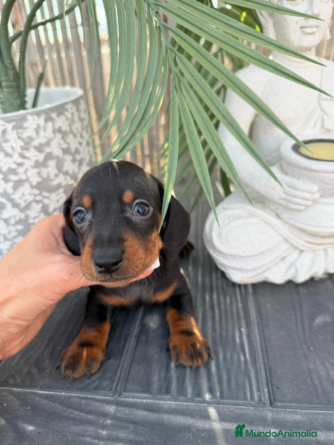 Teckel Miniatura perros en venta: Teckel Miniatura  - Anuncio 2