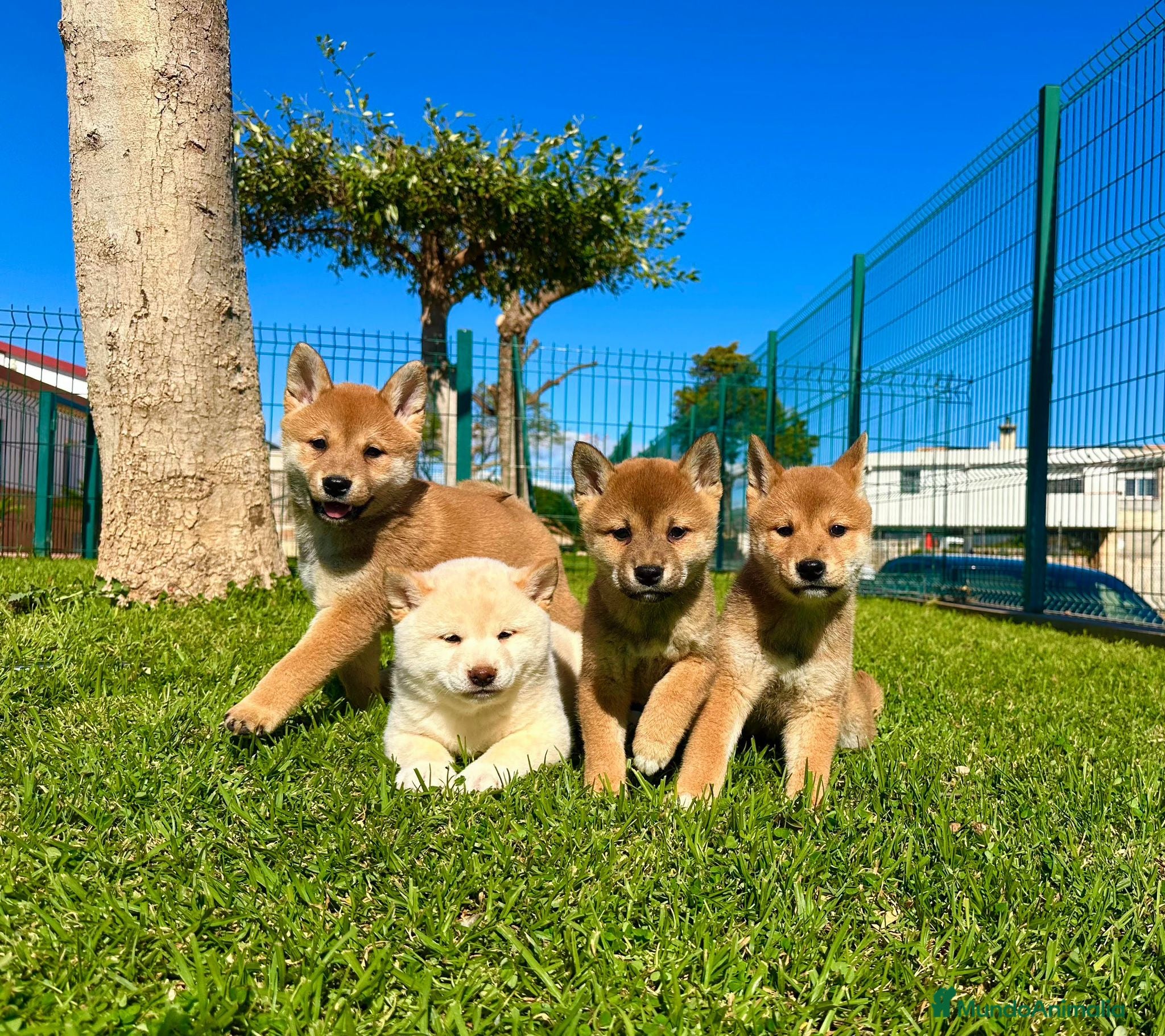 Shiba Inu perros SHIBA INU - Anuncio 1