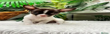 Chihuahua 1
